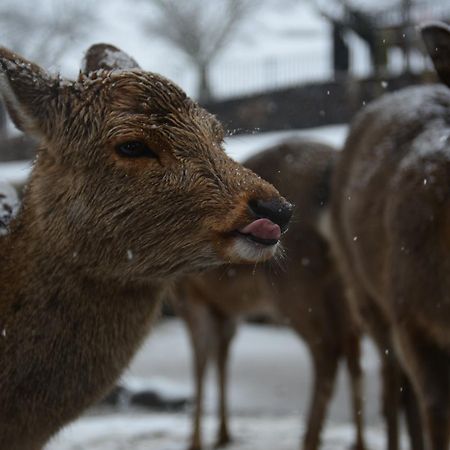 The Deer Park Inn Нара Экстерьер фото